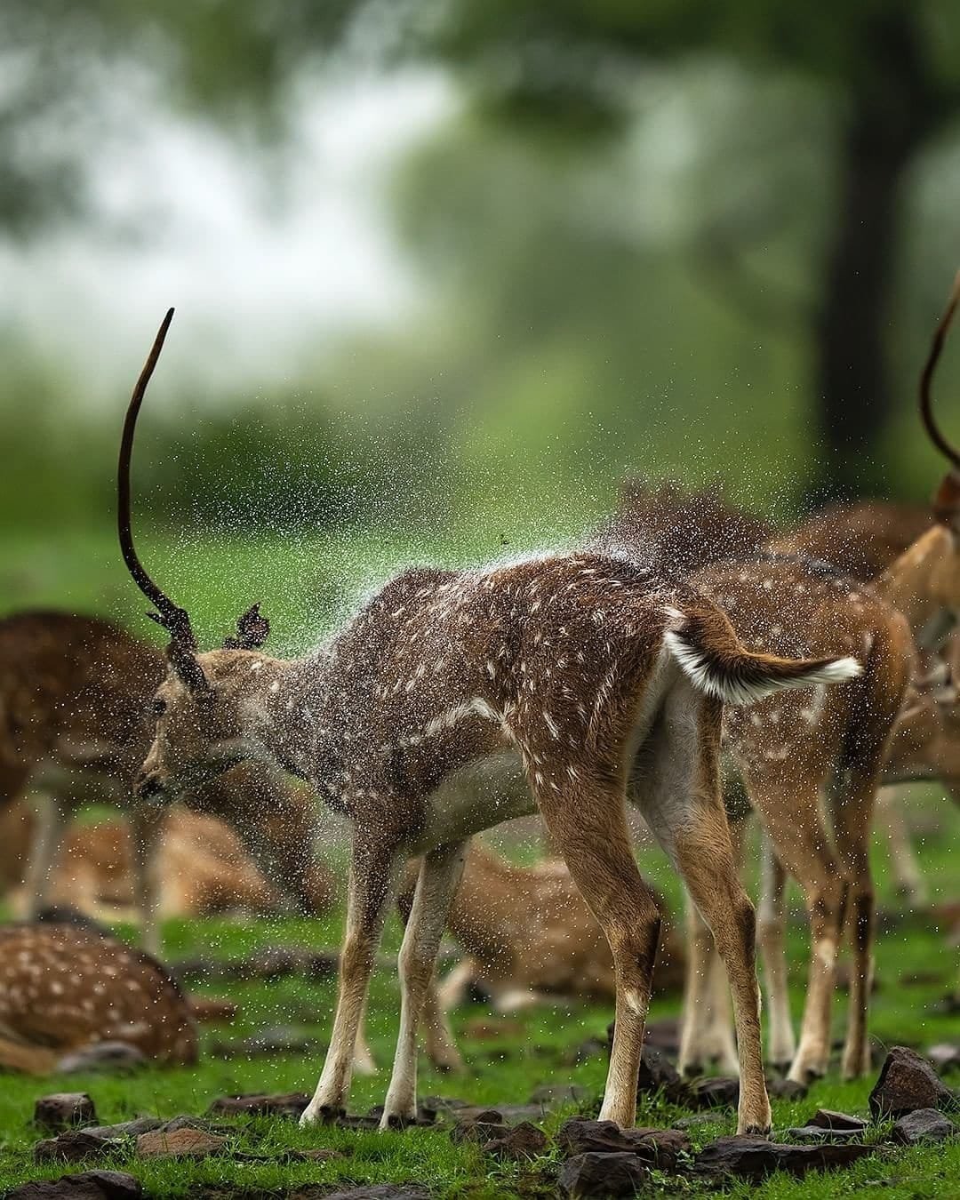 Monsoon Deers - Sudhir Shivraman